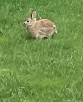 Bunny